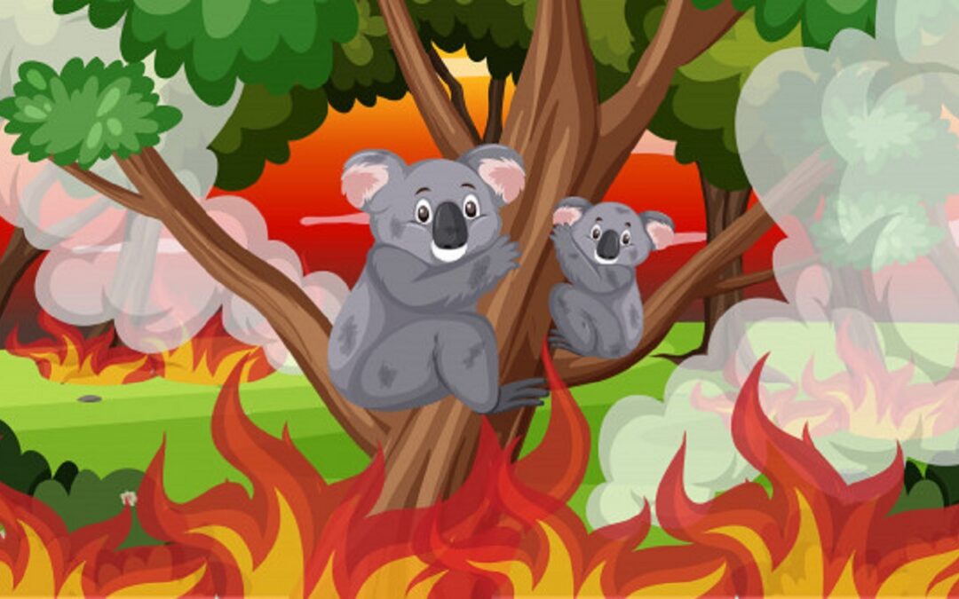 Bushfires of Australia: Help Your Country to Reborn